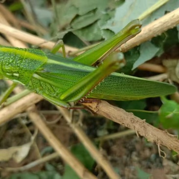 中华棉蝗（蹬倒山蝗虫）