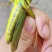 中华棉蝗（蹬倒山蝗虫）