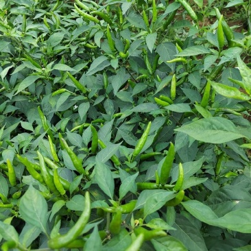 小米辣