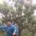 普洱茶