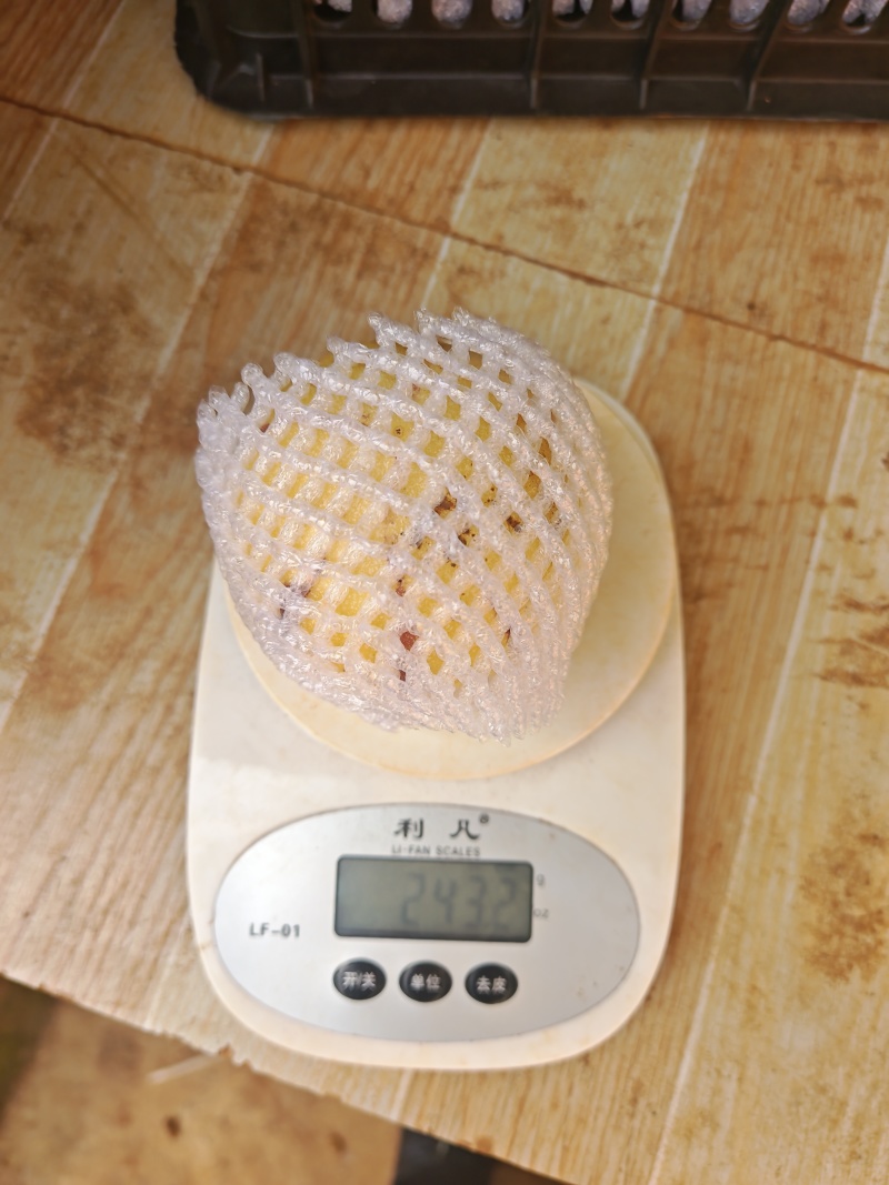人参果