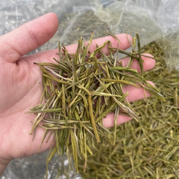 黄金芽