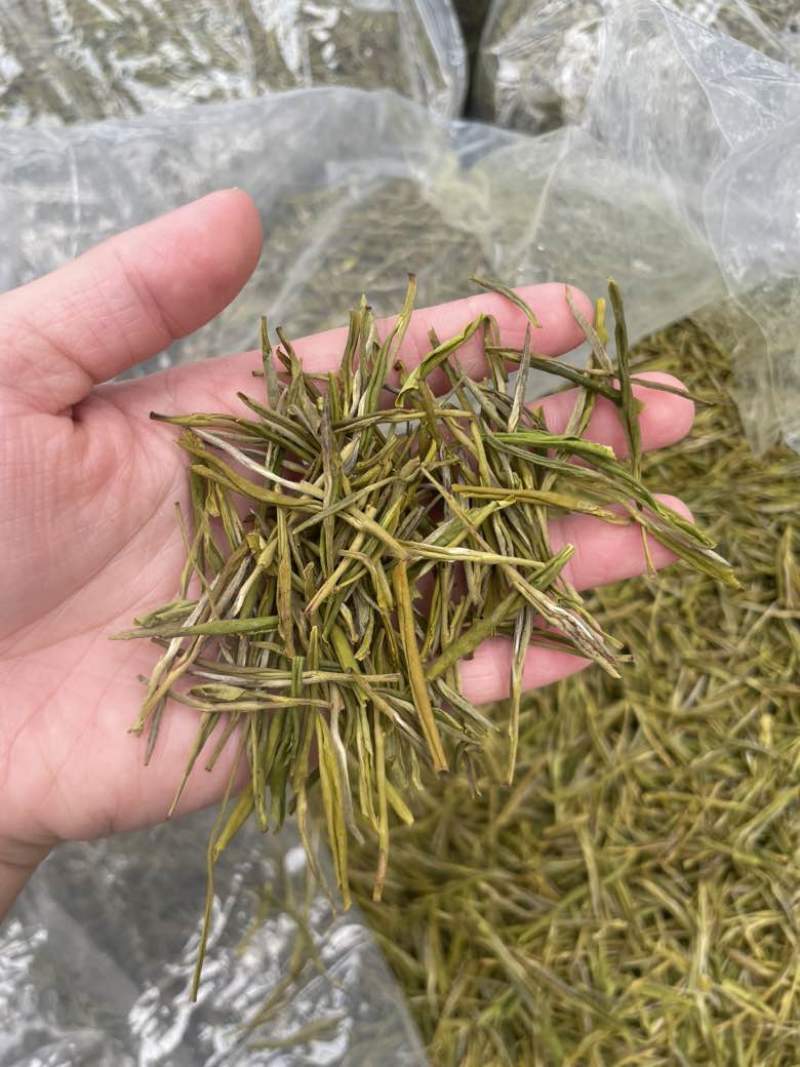 黄金芽
