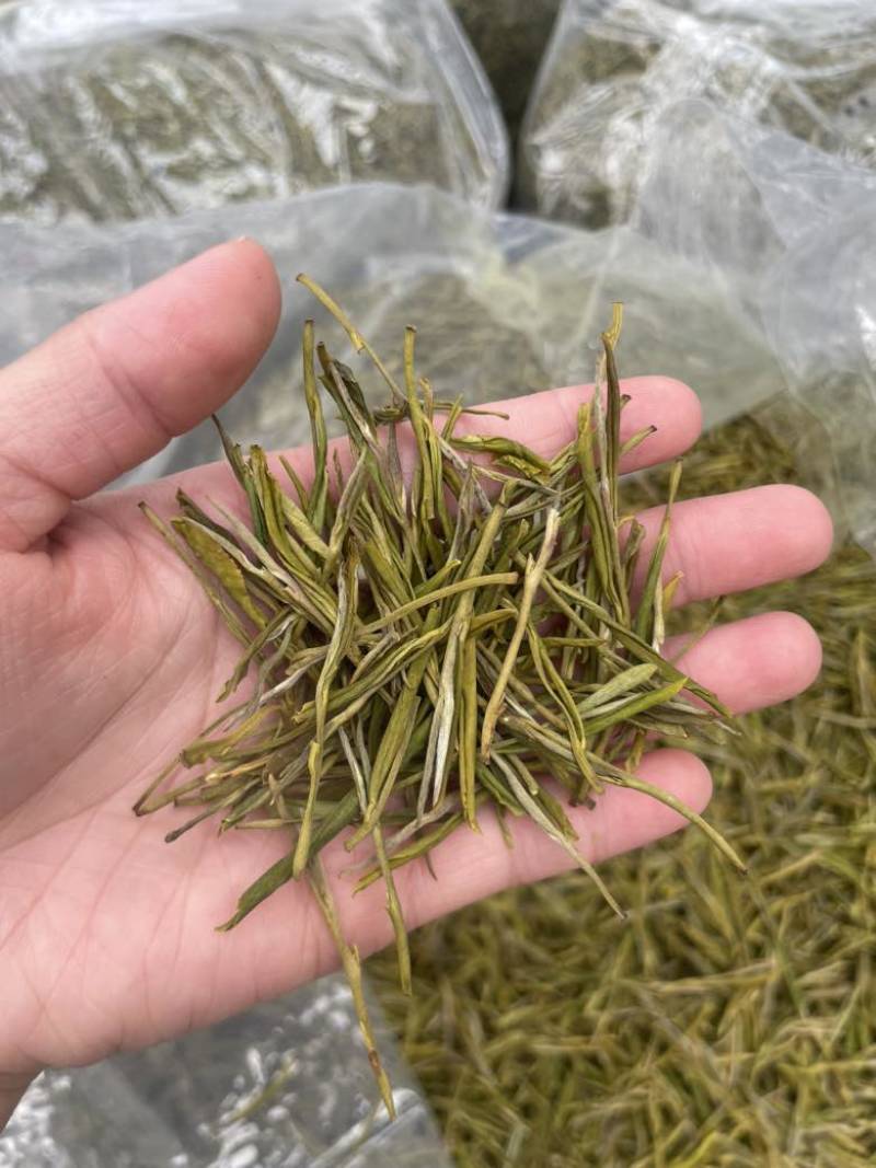 黄金芽