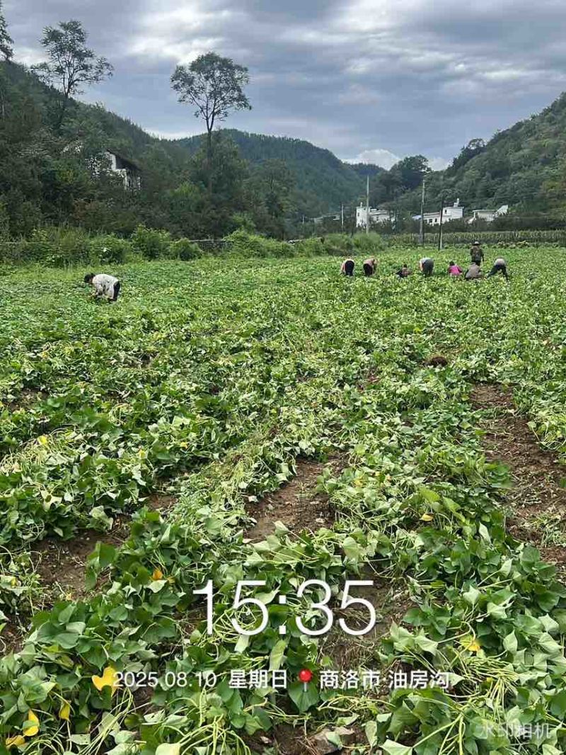 临潼秦薯五号板栗红薯