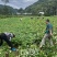 临潼秦薯五号板栗红薯