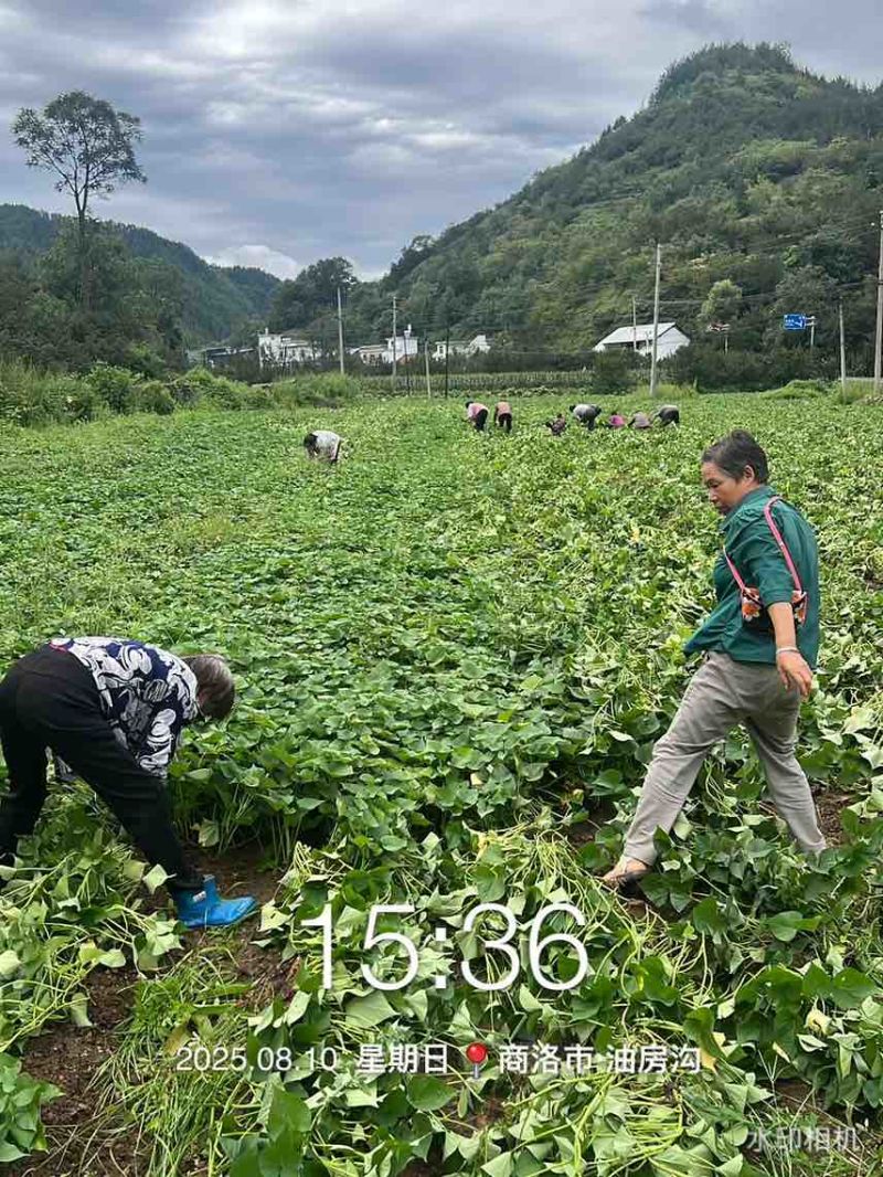 临潼秦薯五号板栗红薯