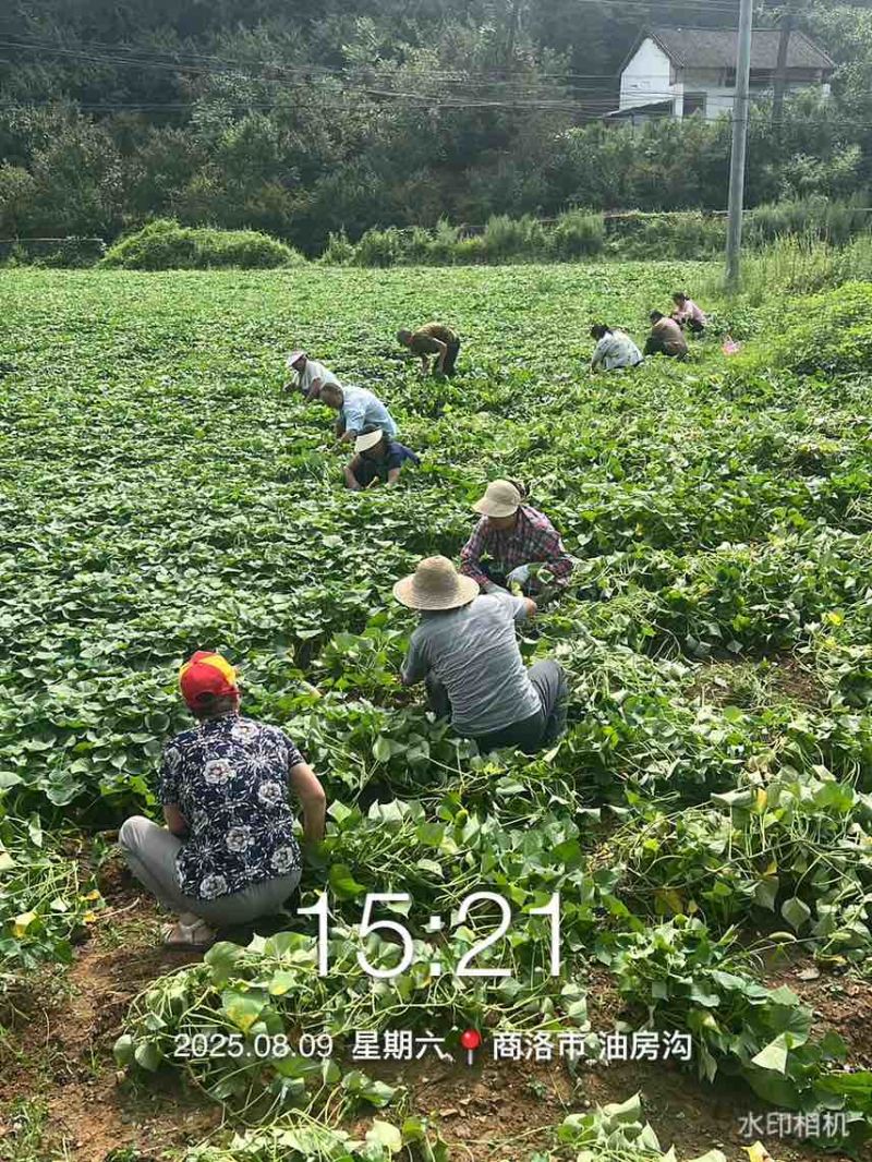 临潼秦薯五号板栗红薯