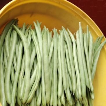 云南小筋豆无筋豆批发