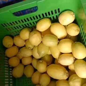 香水黄柠檬