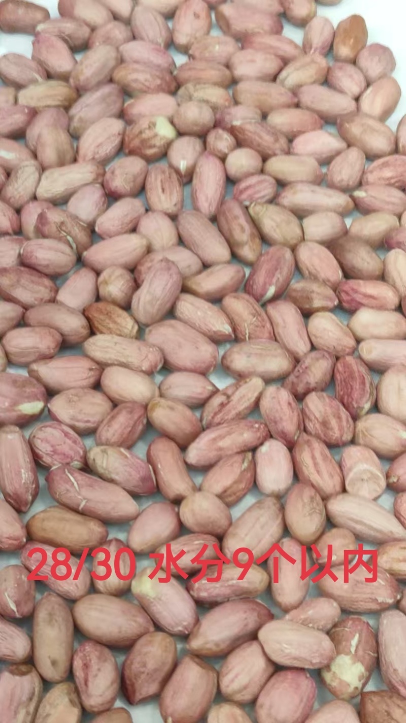 内黄县花生市场做炒货送食品厂走油料大量有货好价好