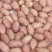 内黄县花生市场做炒货送食品厂走油料大量有货好价好