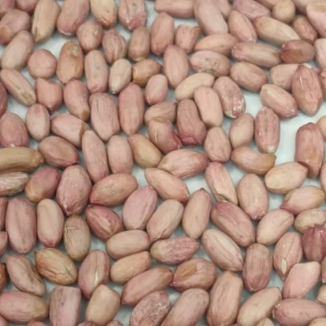 内黄县花生市场做炒货送食品厂走油料大量有货好价好