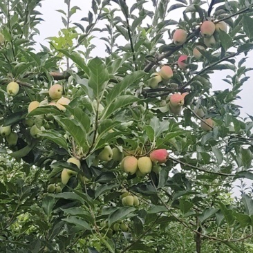 鸡心果，龙丰果也上颜色
