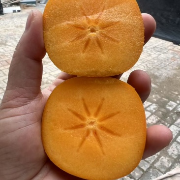 山西运城脆柿子产地直达