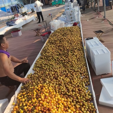 沾化冬枣