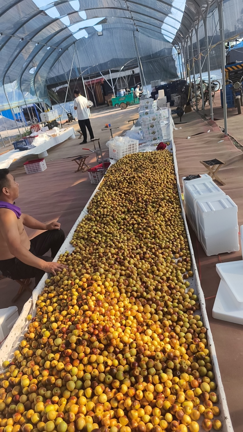 沾化冬枣