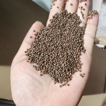 吉林苏籽