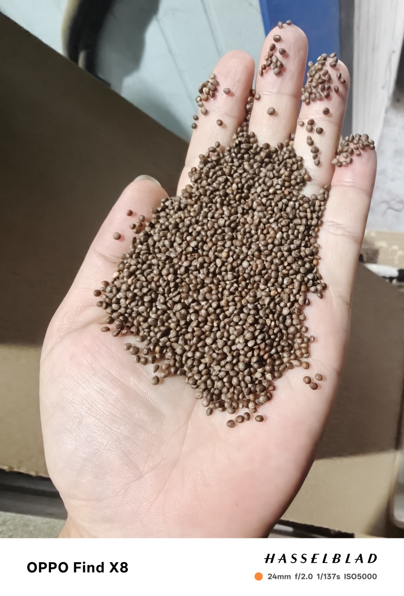 吉林苏籽