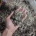 363王中王葵花籽