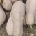密本南瓜