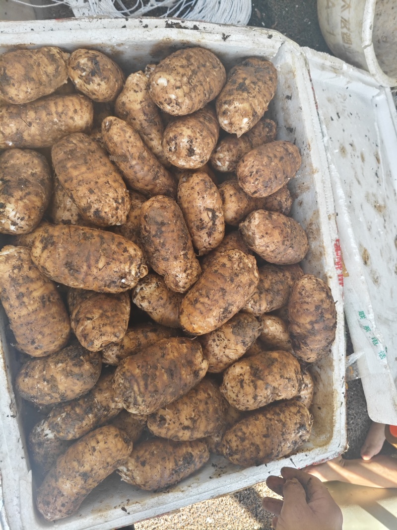 云南昭通小草坝本地乌天麻