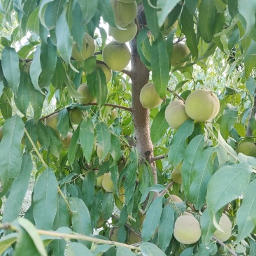自家产蜜桃，个大味甜。
