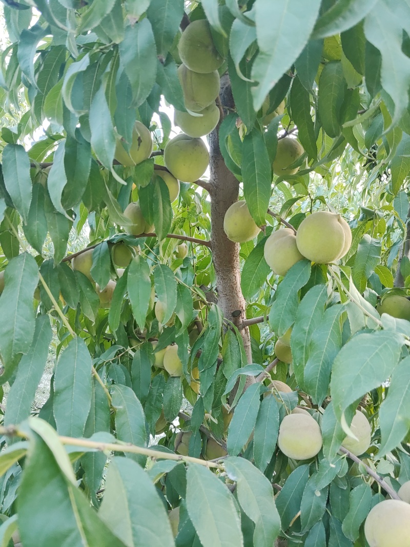 自家产蜜桃，个大味甜。