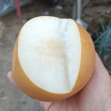 秋月梨