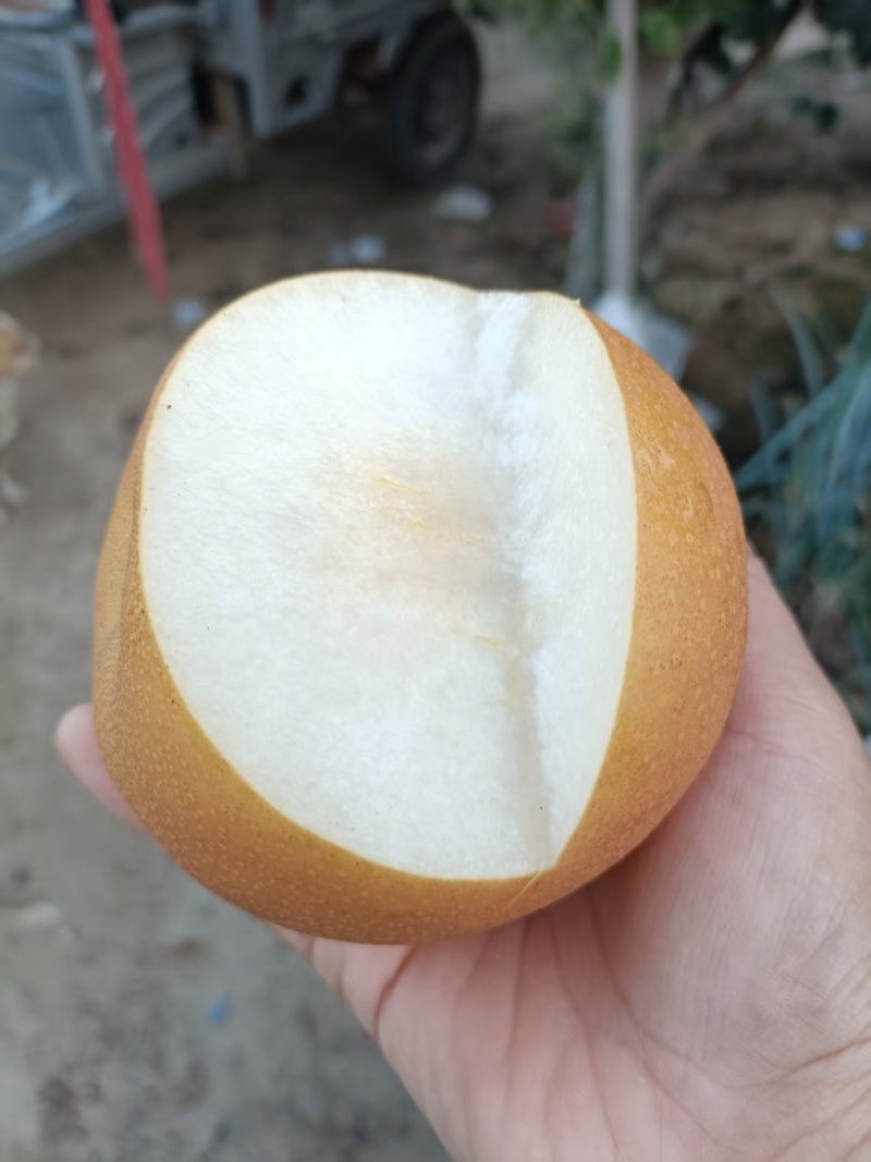 秋月梨