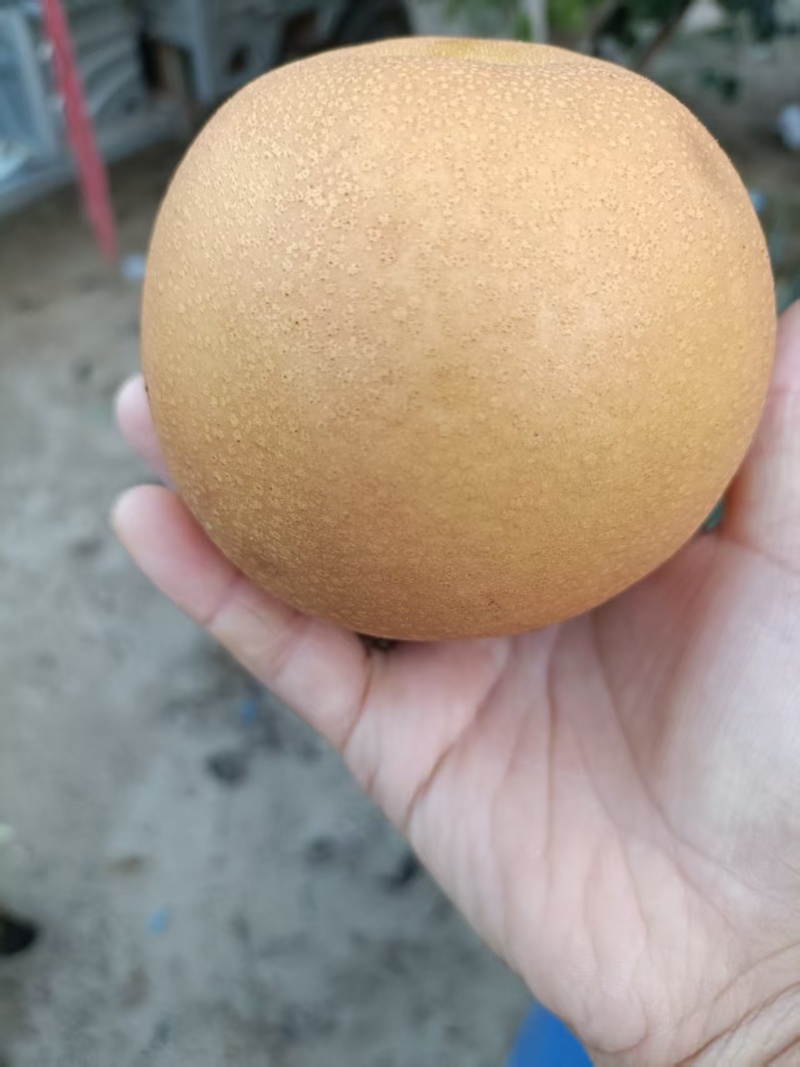 秋月梨