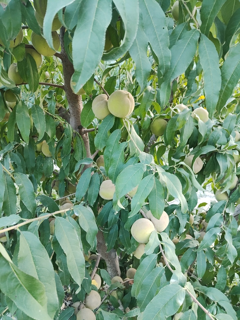 自家产蜜桃，个大味甜。
