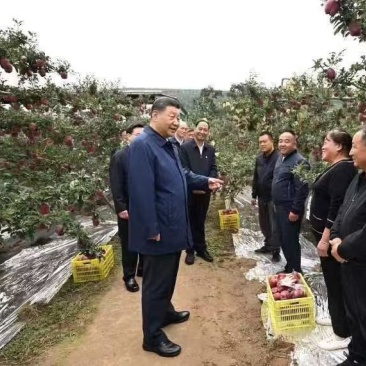 天水市甘谷县金川花牛苹果