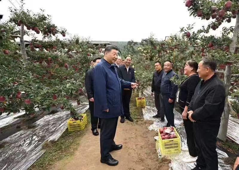 天水市甘谷县金川花牛苹果