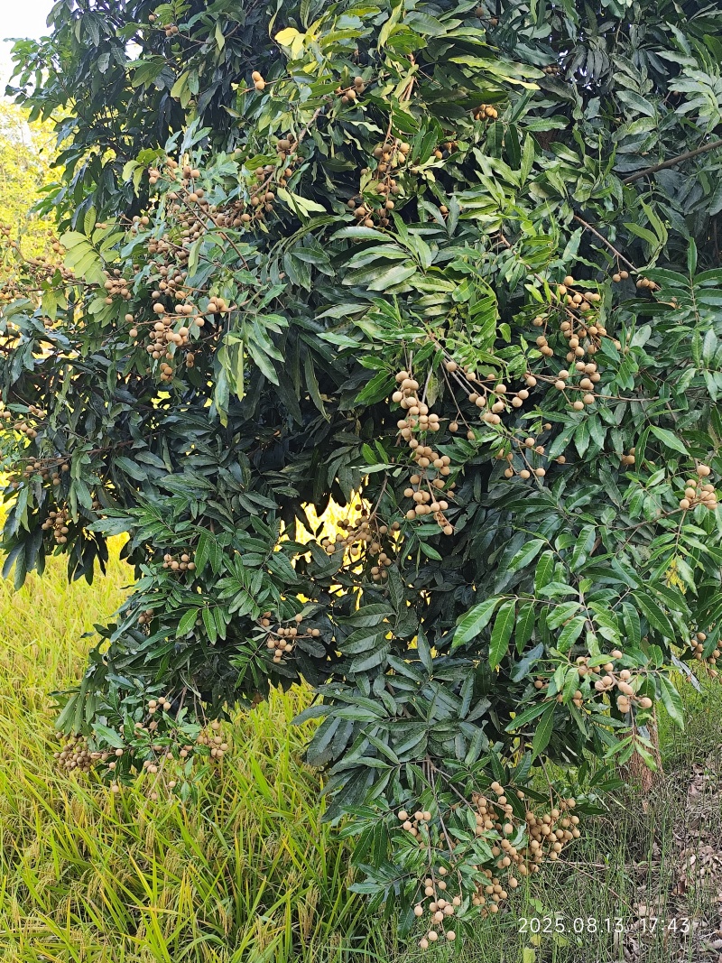 新鲜龙眼