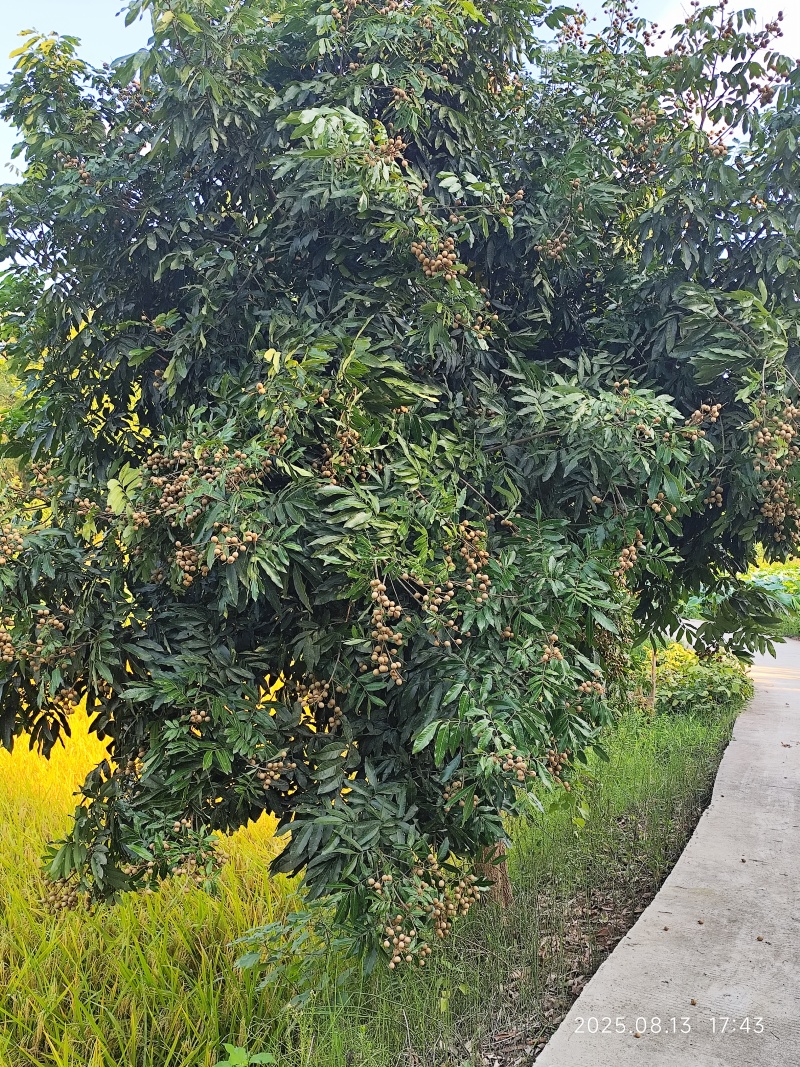 新鲜龙眼