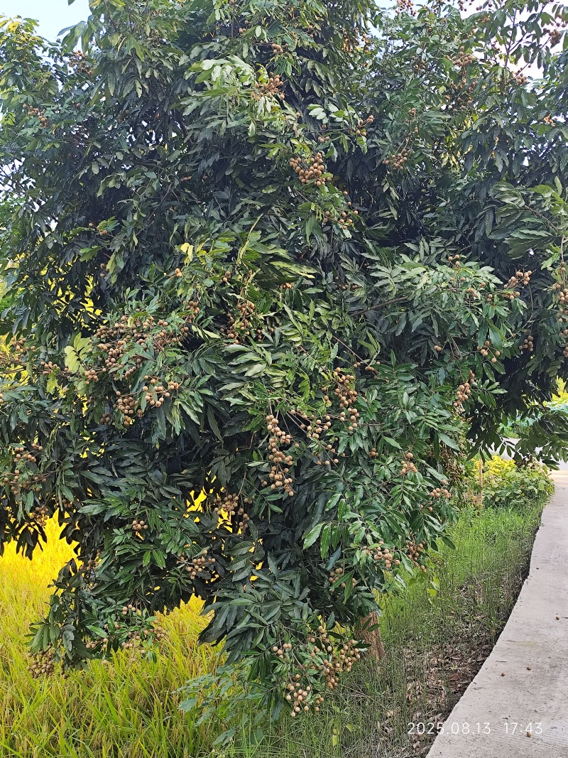 新鲜龙眼