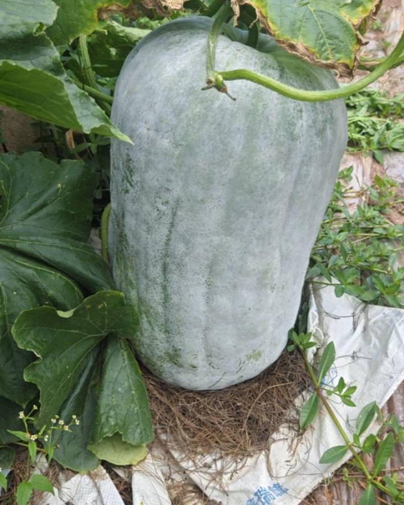 精品冬瓜大量上市价格不高