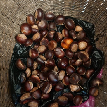 板栗