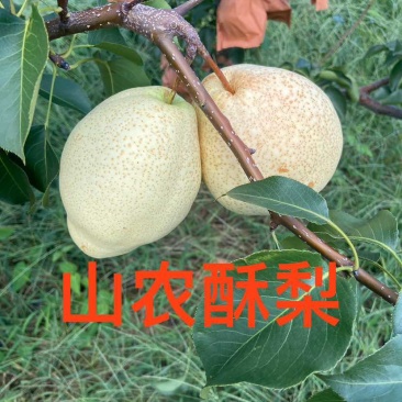 山农酥梨，品质优于秋月梨，欢迎品鉴