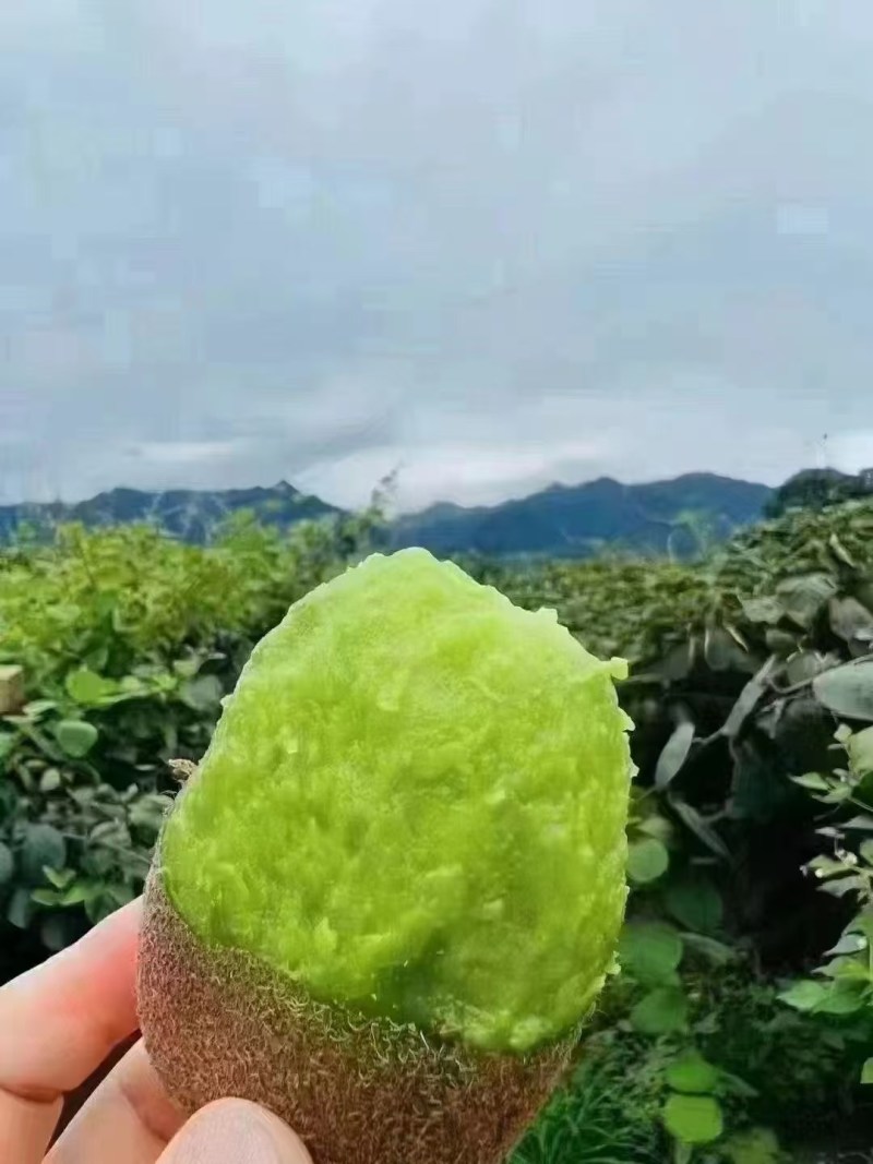 眉县猕猴桃