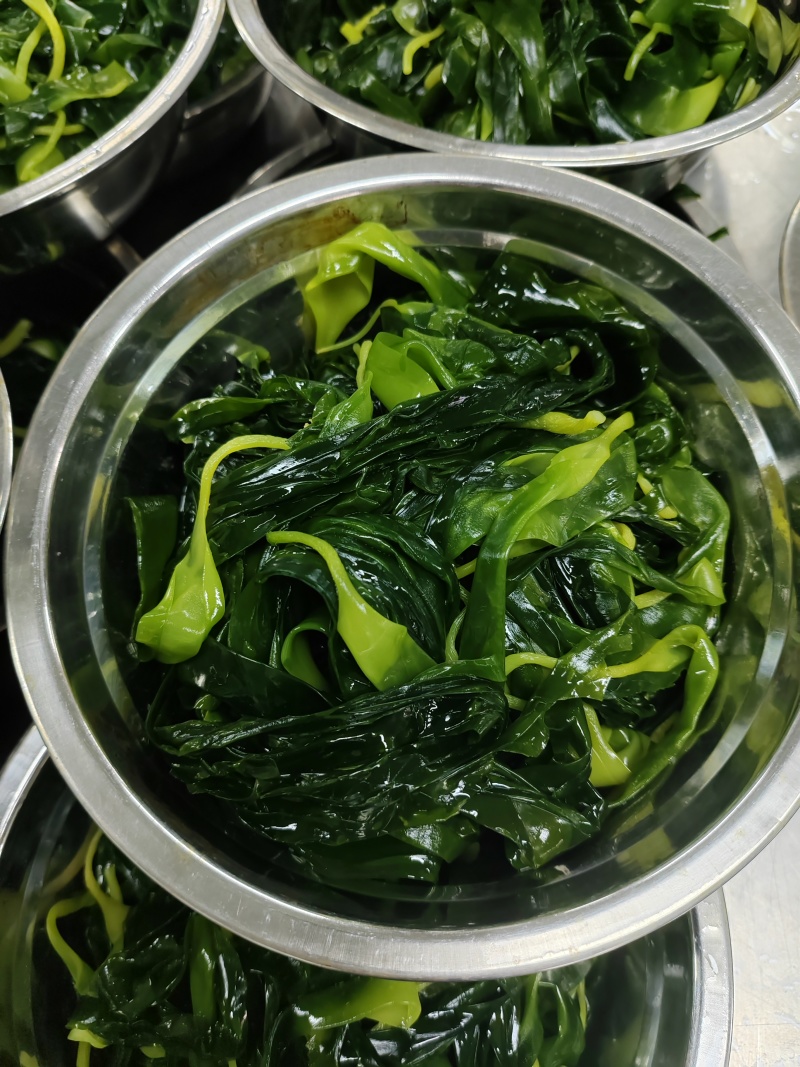 霞浦海带苗