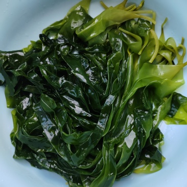 霞浦海带苗