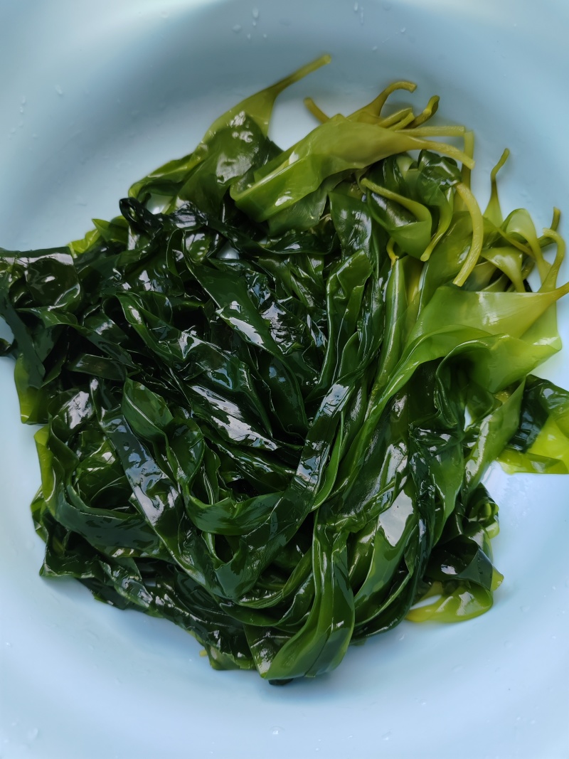 霞浦海带苗