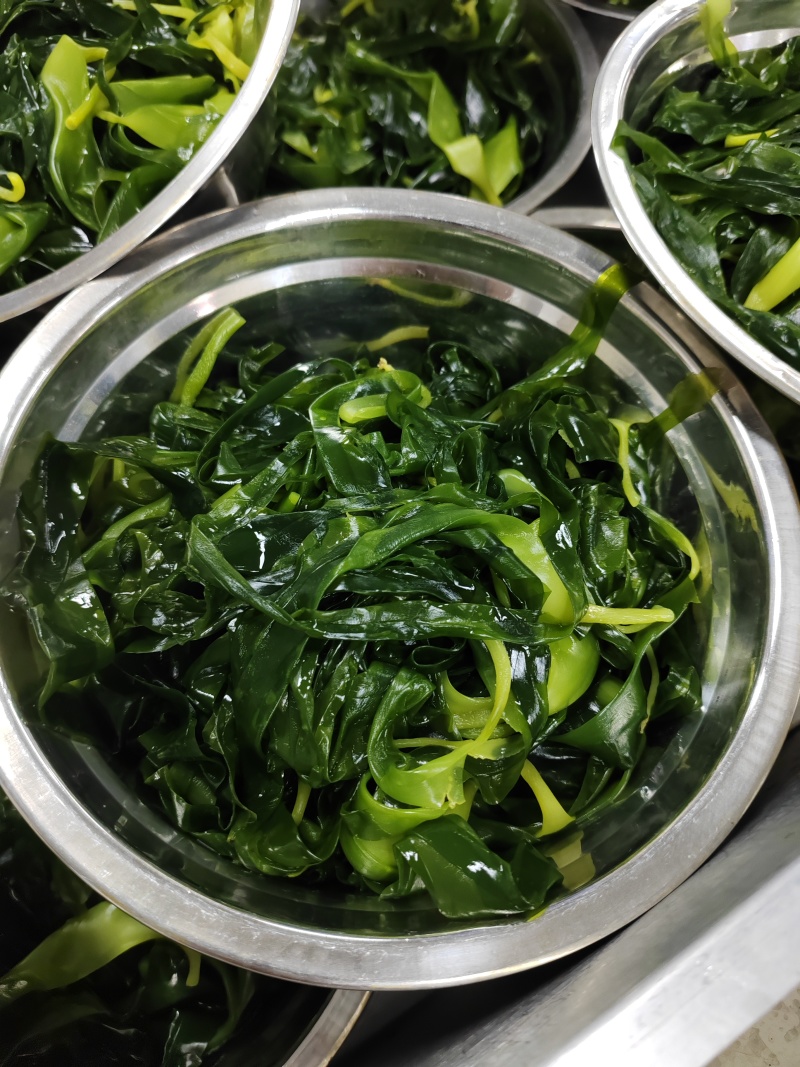 霞浦海带苗