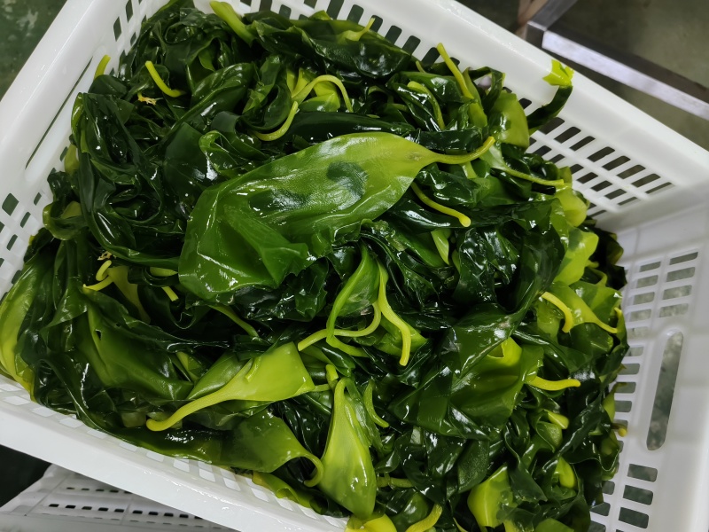 霞浦海带苗