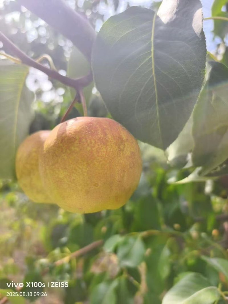 玉露香梨