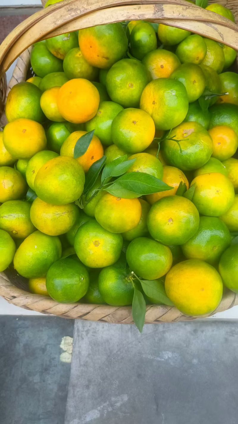 东江湖蜜桔