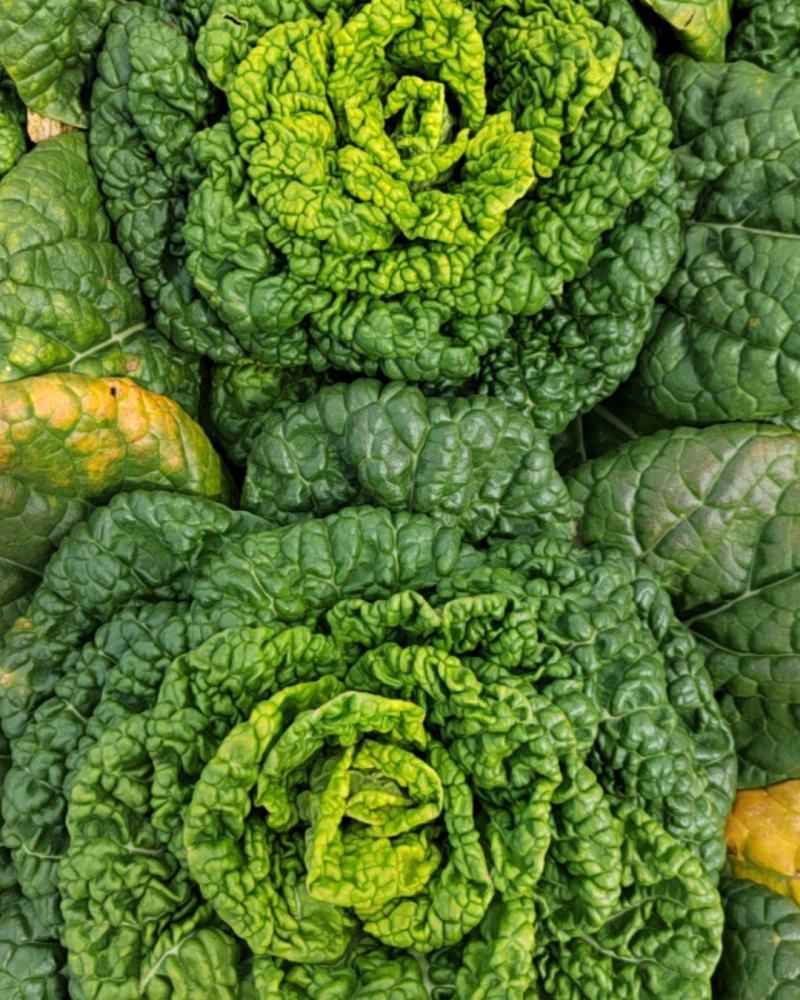 黄鑫乌塌菜