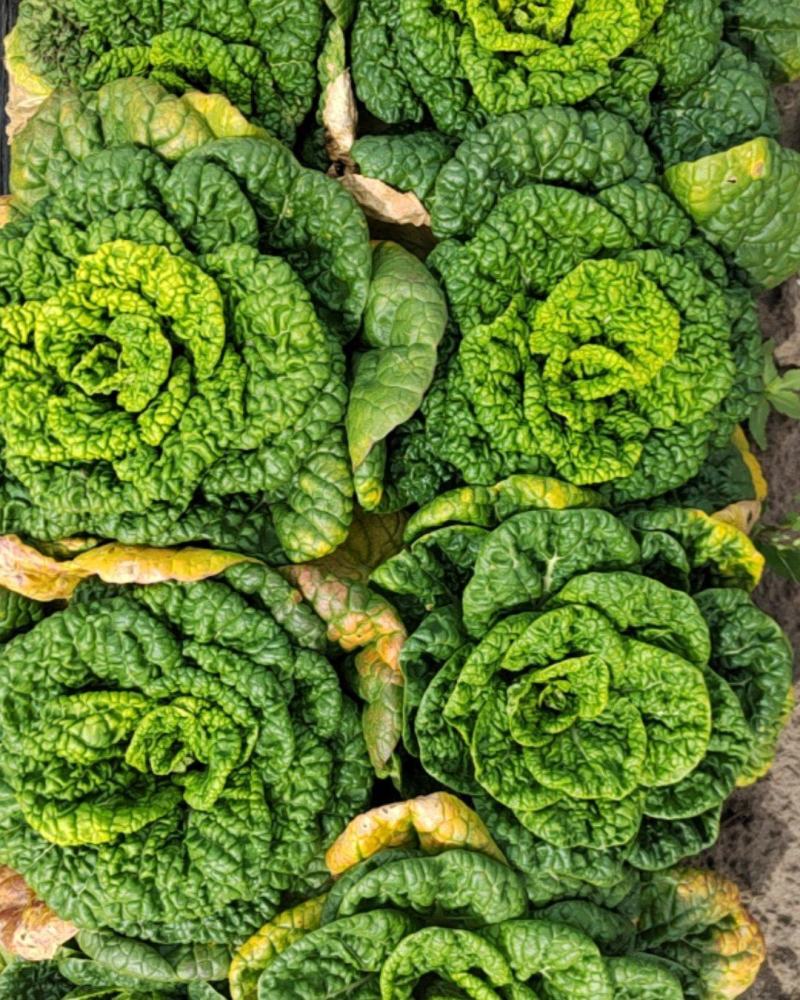 黄鑫乌塌菜